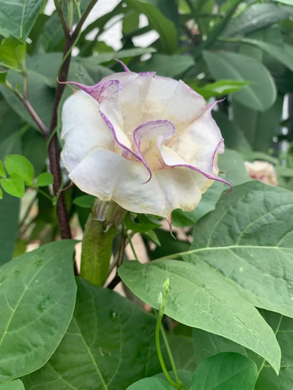 50+ Purple & White Angel Datura Trumpet Seeds - Rare Bi-Color Blooms, Outdoor, Annual - Image 2