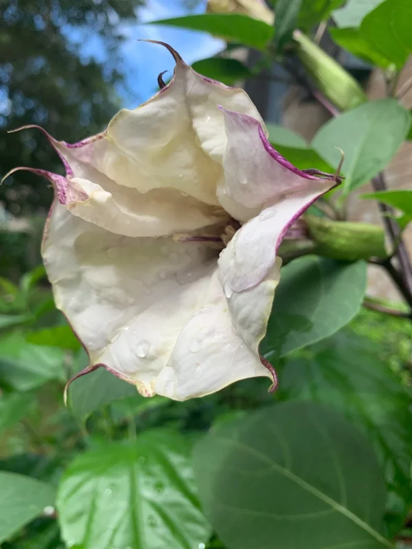50+ Purple & White Angel Datura Trumpet Seeds - Rare Bi-Color Blooms, Outdoor, Annual - Image 1