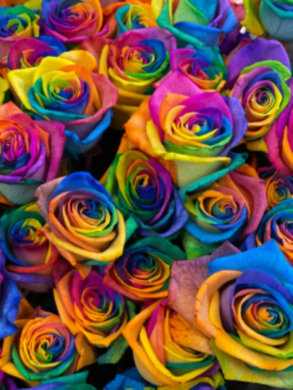 50 Rainbow Rose Flower Seeds - Multi-Color Rose Seeds for Home Garden Plants - Image 2