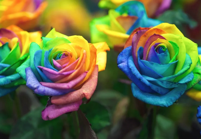 50 Rainbow Rose Flower Seeds - Multi-Color Rose Seeds for Home Garden Plants 50 Rainbow Rose Flower Seeds - Multi-Color Rose Seeds for Home Garden Plants - Image 3