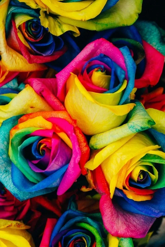 50 Rainbow Rose Flower Seeds - Multi-Color Rose Seeds for Home Garden Plants 50 Rainbow Rose Flower Seeds - Multi-Color Rose Seeds for Home Garden Plants - Image 4