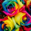50 Rainbow Rose Flower Seeds - Multi-Color Rose Seeds for Home Garden Plants - Image 1