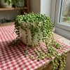 50 String of Pearls Seeds Senecio Succulent Houseplant Indoor Outdoor Green - Image 1