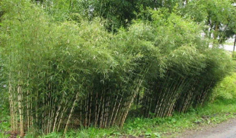 50 Umbrella Bamboo Seeds - Clumping Privacy Screen for Garden & Shade 50 Umbrella Bamboo Seeds - Clumping Privacy Screen for Garden & Shade - Image 2