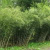 50 Umbrella Bamboo Seeds - Clumping Privacy Screen for Garden & Shade - Image 1