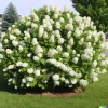 50 White Hydrangea quercifolia Seeds - Perennial Flower Bush & Shrub 50 White Hydrangea quercifolia Seeds - Perennial Flower Bush & Shrub - Image 1