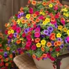 500+ Petunia Seeds - Mixed Rainbow Grandiflora Flowers for Indoor & Outdoor Planting - Image 1