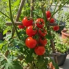 500 Tomato Seeds - Fresh Vegetable Seeds for Home Gardening Projects - Annual, Red Fruit - Image 1