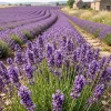 5000 Lavender Seeds – Perennial Herb Flower Seeds – Fragrant Garden & Balcony - Image 1