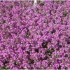 50,000 Creeping Thyme Seeds - Pink Ground Cover Flowers - Fragrant Herbaceous - Image 1