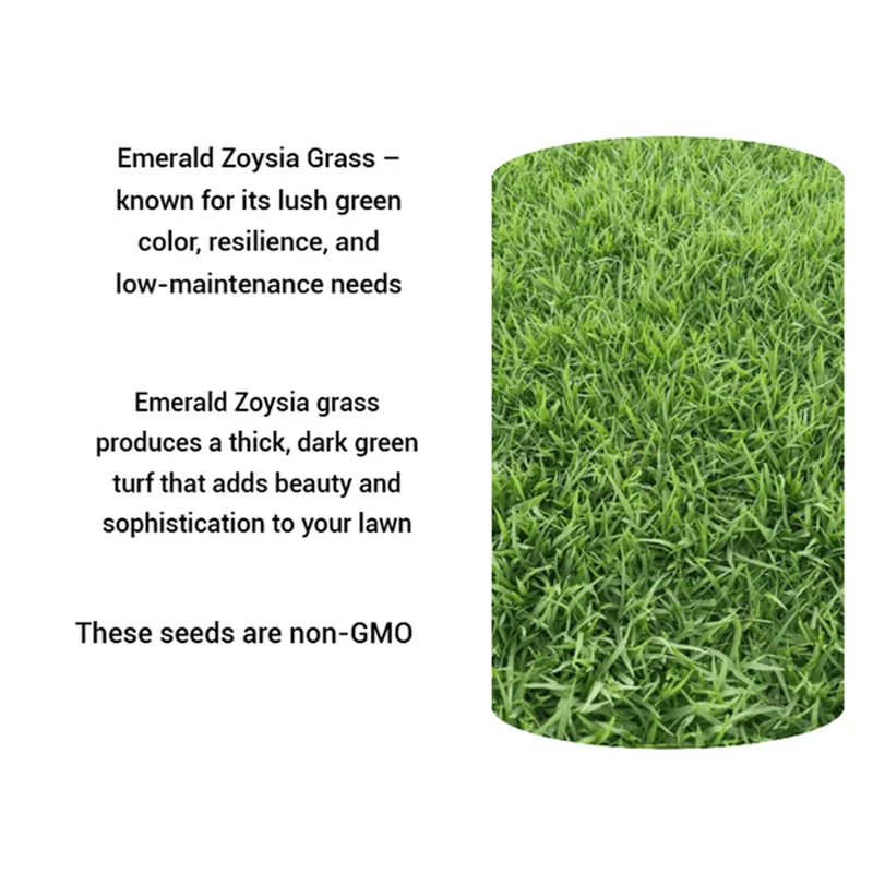 50,000 Zoysia Emerald Grass Seeds for Lawn - Ornamental Grasses Seed - Image 2