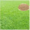 50,000 Zoysia Emerald Grass Seeds for Lawn - Ornamental Grasses Seed - Image 1