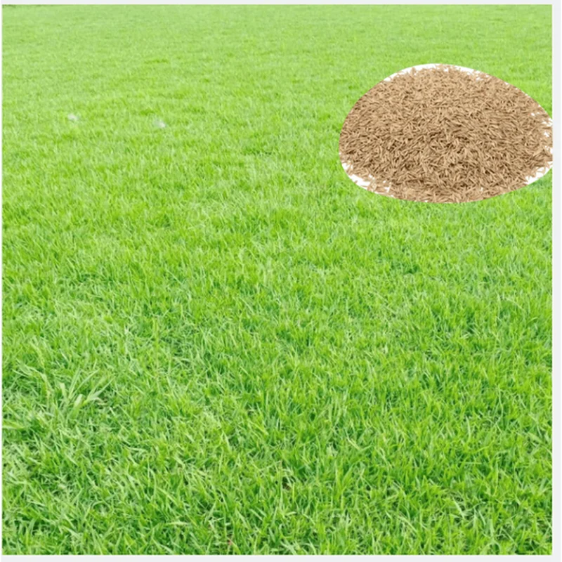 50,000 Zoysia Emerald Grass Seeds for Lawn - Ornamental Grasses Seed - Image 1