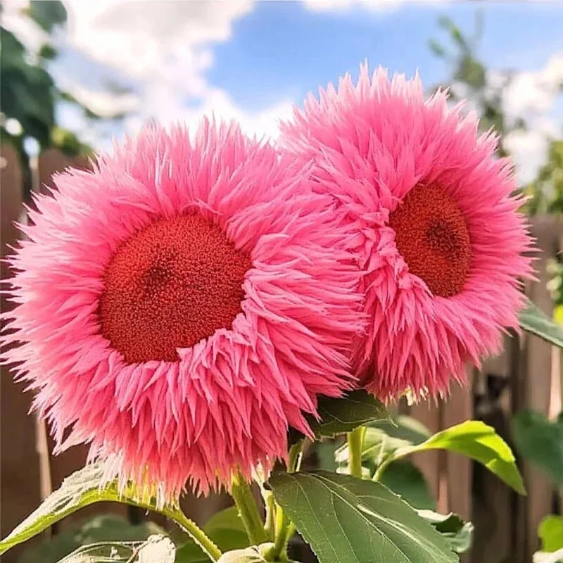 50pcs Pink Giant Teddy Bear Sunflower Seeds – Fluffy Double Blooms Outdoor 50pcs Pink Giant Teddy Bear Sunflower Seeds – Fluffy Double Blooms Outdoor - Image 2