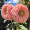 50pcs Pink Giant Teddy Bear Sunflower Seeds – Fluffy Double Blooms Outdoor - Image 1