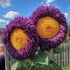 50pcs Teddy Bear Sunflower Seeds - Yellow & Purple Enchanting Giant Annual Blooms for Full Sun 50pcs Teddy Bear Sunflower Seeds - Yellow & Purple Enchanting Giant Annual Blooms for Full Sun - Image 1