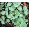 6 Greek Oregano Live Plants, Starter Herbs for Cooking & Garden, 5-8 Inches Tall 6 Greek Oregano Live Plants, Starter Herbs for Cooking & Garden, 5-8 Inches Tall - Image 1