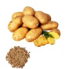 60 TPS True Potato Seeds Gold Yukon Potatoes Seeds Yellow Potato Heirloom Vegetable Seeds for Growing, Tiny Seed - Image 1