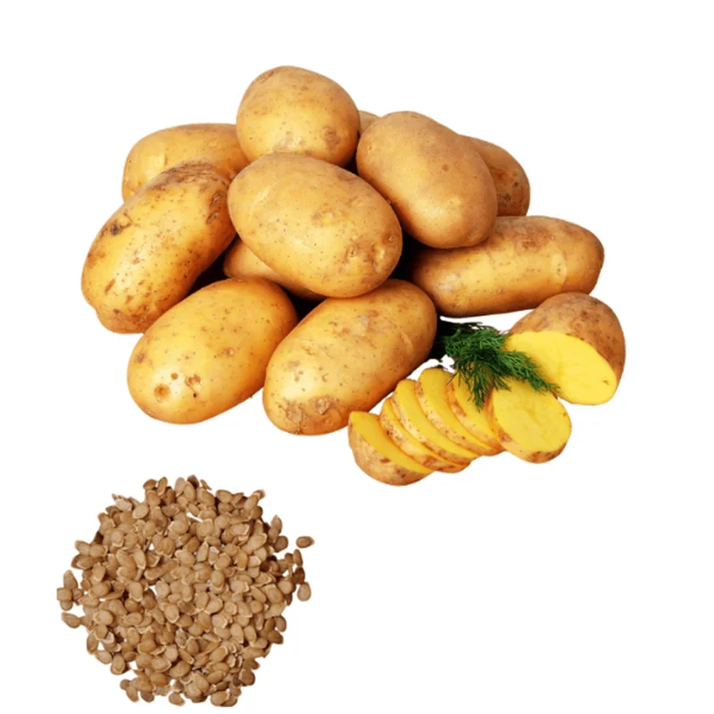 60 TPS True Potato Seeds Gold Yukon Potatoes Seeds Yellow Potato Heirloom Vegetable Seeds for Growing, Tiny Seed - Image 1