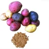 60 True Potato Seeds – Mixed Heirloom Colors for Growing Vegetables - Image 1