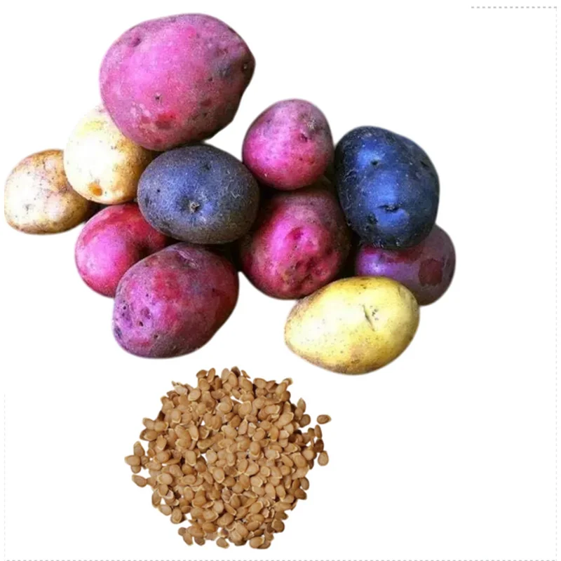 60 True Potato Seeds – Mixed Heirloom Colors for Growing Vegetables - Image 1