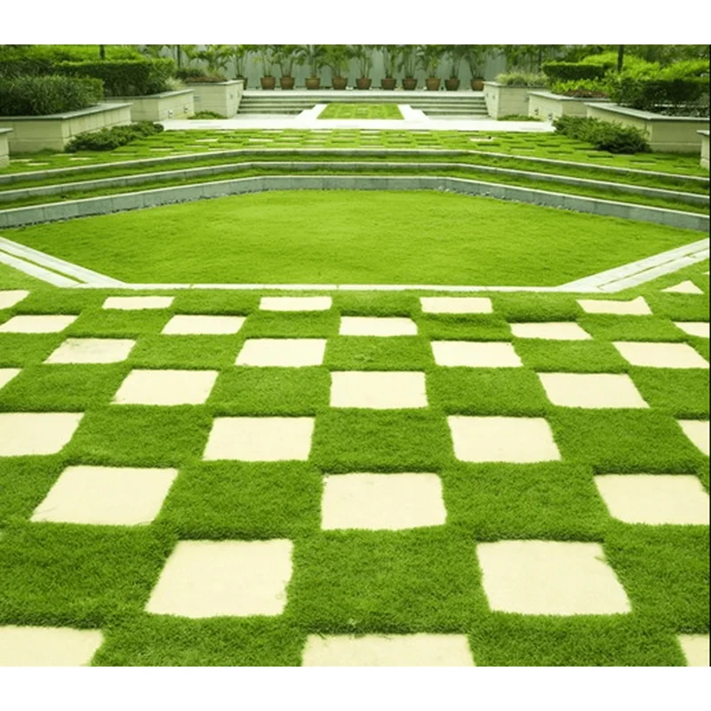 6,000 Zoysia Emerald Grass Seeds for Lawn Planting – Warm Season Turf 6,000 Zoysia Emerald Grass Seeds for Lawn Planting – Warm Season Turf - Image 2