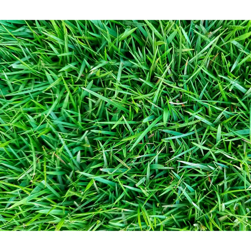 6,000 Zoysia Emerald Grass Seeds for Lawn Planting – Warm Season Turf 6,000 Zoysia Emerald Grass Seeds for Lawn Planting – Warm Season Turf - Image 3