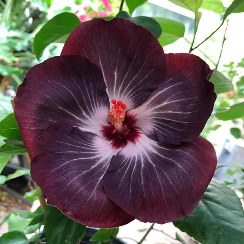 7 Black Hibiscus Cuttings Live Plant - Ready to Grow Indoor & Outdoor Garden 7 Black Hibiscus Cuttings Live Plant - Ready to Grow Indoor & Outdoor Garden - Image 6