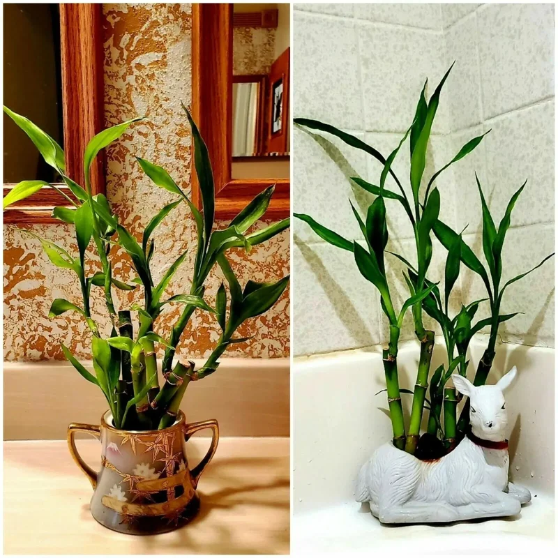 7 Lucky Bamboo Plant Seeds - Feng Shui Indoor Houseplant Seeds 7 Lucky Bamboo Plant Seeds - Feng Shui Indoor Houseplant Seeds - Image 3