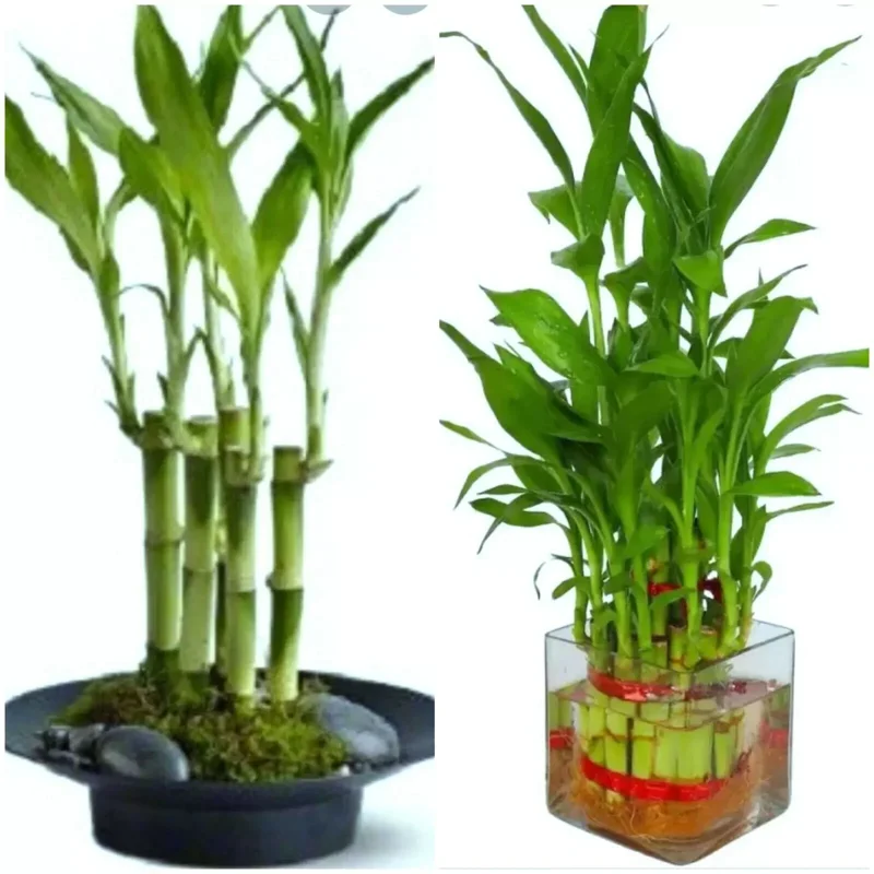 7 Lucky Bamboo Plant Seeds - Feng Shui Indoor Houseplant Seeds - Image 1