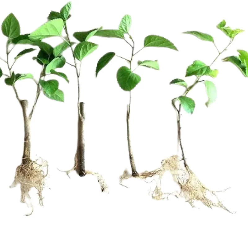 7 Purple Hibiscus Cuttings Live - Ready to Plant Indoor/Outdoor 7 Purple Hibiscus Cuttings Live - Ready to Plant Indoor/Outdoor - Image 2