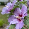 7 Purple Hibiscus Cuttings Live - Ready to Plant Indoor/Outdoor - Image 1