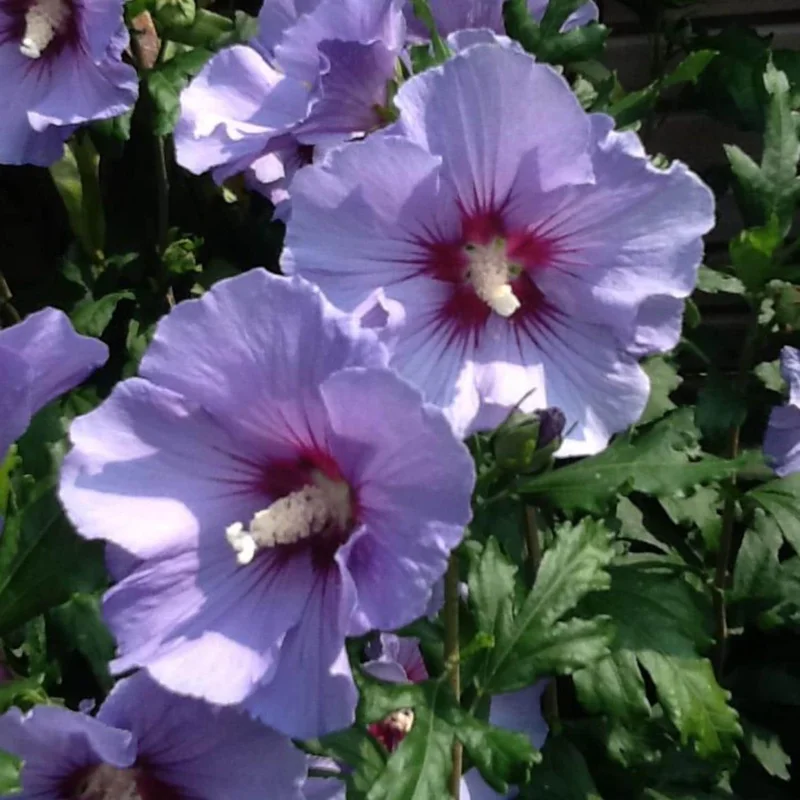 7 Purple Hibiscus Cuttings Live - Ready to Plant Indoor/Outdoor 7 Purple Hibiscus Cuttings Live - Ready to Plant Indoor/Outdoor - Image 4