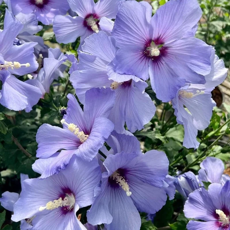 7 Purple Hibiscus Cuttings Live - Ready to Plant Indoor/Outdoor 7 Purple Hibiscus Cuttings Live - Ready to Plant Indoor/Outdoor - Image 5