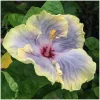 7 Purple Yellow Hibiscus Cuttings Live Plant – Indoor Outdoor Garden - Image 1