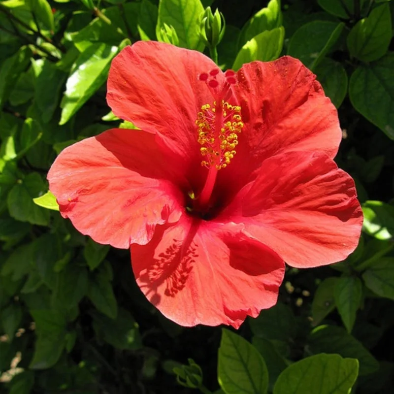 7 Red Hibiscus Cuttings Live - Ready to Plant Indoor Outdoor Garden - Image 1