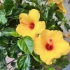 7 Yellow Hibiscus Cuttings Live Plant – Indoor/Outdoor Garden 7 Yellow Hibiscus Cuttings Live Plant – Indoor/Outdoor Garden - Image 1
