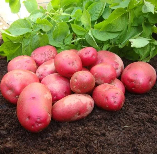 70 Mix Potato Seeds for Planting - Heirloom Vegetable Seeds, Growing 70 Mix Potato Seeds for Planting - Heirloom Vegetable Seeds, Growing - Image 3