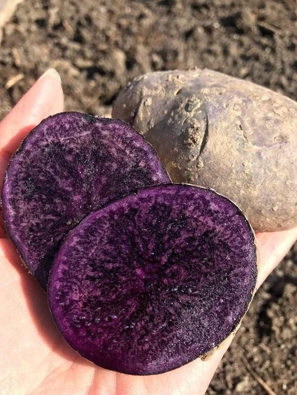 70 Purple Potato Seeds for Planting - Easy Growing, Vibrant Color 70 Purple Potato Seeds for Planting - Easy Growing, Vibrant Color - Image 3