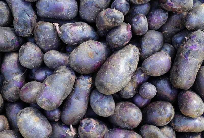 70 Purple Potato Seeds for Planting - Easy Growing, Vibrant Color 70 Purple Potato Seeds for Planting - Easy Growing, Vibrant Color - Image 5