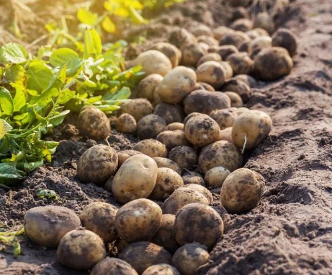 70 Yukon Gold Potato Seeds for Planting - Easy Growing, USDA 3-9 70 Yukon Gold Potato Seeds for Planting - Easy Growing, USDA 3-9 - Image 5