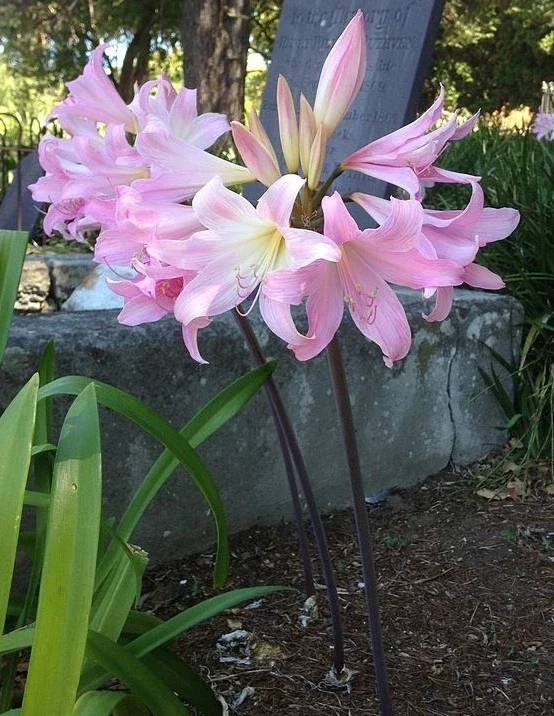 8 Amaryllis Belladonna Bulbs - Pink Naked Ladies Surprise Lily - Outdoor Flowering - Image 1