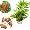 8 Awapuhi Shampoo Ginger Rhizomes - Pinecone Ginger Lily Bulbs, Grow Indoor/Outdoor - Image 1