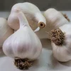8 German Garlic Bulbs for Planting - Hardneck Garlic Tubers, Heirloom White - Image 1