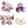 8 Mixed Hardneck Garlic Bulbs for Planting – White, Red, Purple Varieties - Image 1