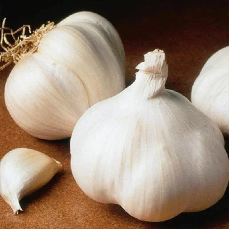 8 Organic Garlic Bulbs Multi-Size Mixed Varieties Chesnok Red, Music, Italian for Planting & Eating 8 Organic Garlic Bulbs Multi-Size Mixed Varieties Chesnok Red, Music, Italian for Planting & Eating - Image 2