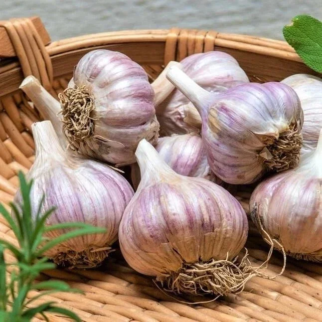8 Organic Garlic Bulbs Multi-Size Mixed Varieties Chesnok Red, Music, Italian for Planting & Eating 8 Organic Garlic Bulbs Multi-Size Mixed Varieties Chesnok Red, Music, Italian for Planting & Eating - Image 4