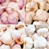 8 Organic Garlic Bulbs Multi-Size Mixed Varieties Chesnok Red, Music, Italian for Planting & Eating 8 Organic Garlic Bulbs Multi-Size Mixed Varieties Chesnok Red, Music, Italian for Planting & Eating - Image 1