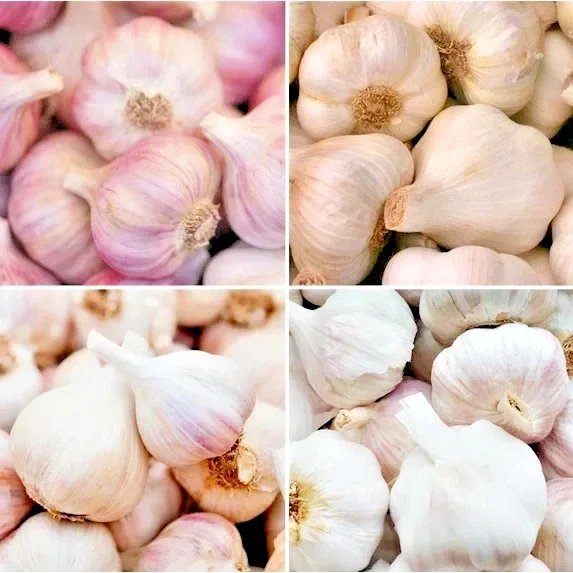 8 Organic Garlic Bulbs Multi-Size Mixed Varieties Chesnok Red, Music, Italian for Planting & Eating 8 Organic Garlic Bulbs Multi-Size Mixed Varieties Chesnok Red, Music, Italian for Planting & Eating - Image 1