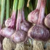 8 Peruvian Purple Stripe Garlic Bulbs – Hardneck Garlic for Planting 8 Peruvian Purple Stripe Garlic Bulbs – Hardneck Garlic for Planting - Image 1